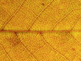 Close-up of Leaf Showing Vein Structure and Autumn Colour, Scotland Photographic Print by Mark Hamblin