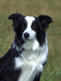 Border Collie, Portrait of Nine Month-Old Dog Lámina fotográfica por Mark Hamblin Border Collie, Portrait of Nine Month-Old Dog Lámina fotográfica por Mark Hamblin