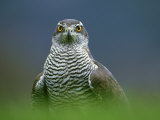 Goshawk, Close-up of Adult, Scotland Photographie par Mark Hamblin