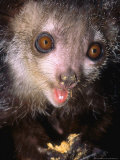 Aye-Aye, Adult Feeding on Chow, Duke University Primate Center Lámina fotográfica por David Haring Aye-Aye, Adult Feeding on Chow, Duke University Primate Center Lámina fotográfica por David Haring