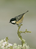 Coal Tit, Perched on Twig in Winter, Scotland Lámina fotográfica por Mark Hamblin