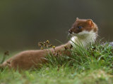 Stoat Lámina fotográfica por Mark Hamblin