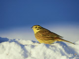 Yellowhammer, Emberiza Citrinella Male Perched in Snow Str Athspey, Scotland Photographie par Mark Hamblin