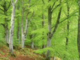 Common Beech in Early Spring, Scotland Photographic Print by Mark Hamblin