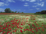Common Poppy, and Oxeye Daisy, Scotland Fotografisk tryk af Mark Hamblin Common Poppy, and Oxeye Daisy, Scotland Fotografisk tryk af Mark Hamblin