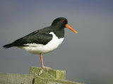 Oystercatcher, Adult on Post, Scotland Lámina fotográfica por Mark Hamblin Oystercatcher, Adult on Post, Scotland Lámina fotográfica por Mark Hamblin