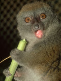 Bamboo Lemur, Feeding on Bamboo Photographic Print by David Haring