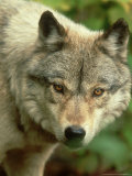 Timber Wolf, Canis Lupus Close-up Portrait Amongst Autumn Foliage, USA Photographic Print by Mark Hamblin