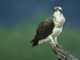 Osprey, Pandion Haliaetus Adult Male Perched, June Scotland, UK Photographie par Mark Hamblin