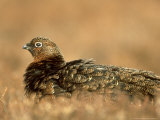 Red Grouse Lámina fotográfica por Mark Hamblin