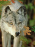 Timber Wolf, Close-up Portrait in Autumn Foliage, USA Photographic Print by Mark Hamblin