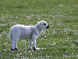 Young Lamb in Field of Daisies, Scotland Lámina fotográfica por Mark Hamblin
