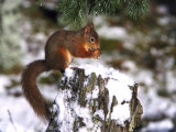 Red Squirrel, Sat on Stump in Snow Feeding, UK Fotografisk tryk af Mark Hamblin Red Squirrel, Sat on Stump in Snow Feeding, UK Fotografisk tryk af Mark Hamblin