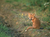 Red Fox Cub Sitting Near Earth in Evening Light, Derbyshire, UK Lámina fotográfica por Mark Hamblin Red Fox Cub Sitting Near Earth in Evening Light, Derbyshire, UK Lámina fotográfica por Mark Hamblin