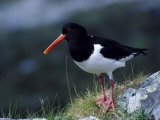Oystercatcher Photographie par Mark Hamblin