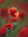 Common Poppy, Close-up of Flowers in Field, UK Lámina fotográfica por Mark Hamblin