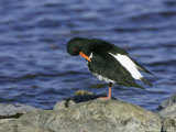 Oystercatcher, Adult Preening on Rock, Scotland Photographie par Mark Hamblin
