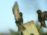 Starling, Sturnus Vulgaris, Two Birds Flying, S. Yorks Lámina fotográfica por Mark Hamblin