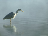 Grey Heron, Ardea Cinerea in Water Fishing Photographic Print by Mark Hamblin