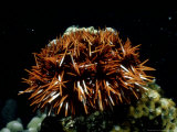 Sea Urchin, S.Japan Photographic Print by Laurence Gould