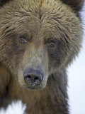 Grizzly Bear, Portrait of Adult Female, Alaska Photographic Print by Mark Hamblin