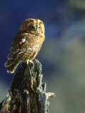 Tawny Owl, Adult Perched on Old Tree Stump, UK Photographic Print by Mark Hamblin