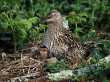Curlew Photographie par Mark Hamblin