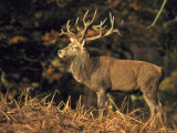 Red Deer, Stag in Bracken, Autumn Colours, UK Photographie par Mark Hamblin