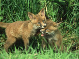 Red Fox, Playing Derbyshire, UK Lámina fotográfica por Mark Hamblin Red Fox, Playing Derbyshire, UK Lámina fotográfica por Mark Hamblin
