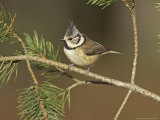 Crested Tit, Adult Perching, Scotland Photographie par Mark Hamblin