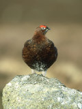 Red Grouse, Male on Rock, UK Lámina fotográfica por Mark Hamblin
