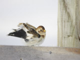 Snow Bunting, Adult Female Preening, Scotland Photographie par Mark Hamblin