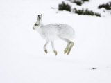 Mountain Hare, Adult Running in Snow, Scotland Lámina fotográfica por Mark Hamblin Mountain Hare, Adult Running in Snow, Scotland Lámina fotográfica por Mark Hamblin