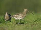 Curlew, Pair Courting, Scotland Photographie par Mark Hamblin