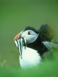 Atlantic Puffin, Fratercula Arctica Close-up of Adult with Sand Eels, Scotland, UK Photographie par Mark Hamblin