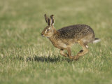 Brown Hare, Adult Running, Scotland Photographic Print by Mark Hamblin
