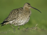 Curlew, Adult, Scotland Photographie par Mark Hamblin