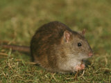Common Rat Photographic Print by Mark Hamblin