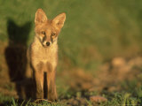 Red Fox, Cub in Early Morning, UK Lámina fotográfica por Mark Hamblin
