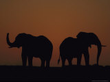 African Elephants, Two Males at Sunset, Southern Africa Photographie par Mark Hamblin