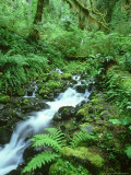 Hoh Rainforest, Olympic National Park Washington, USA Photographic Print by Mark Hamblin