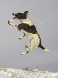 English Springer Spaniel, Scotland Photographic Print by Mark Hamblin