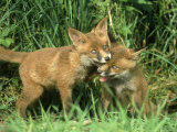 Red Fox Lámina fotográfica por Mark Hamblin