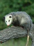 Opossum on Branch, USA Lámina fotográfica por Mark Hamblin