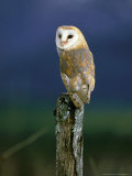 Barn Owl, Adult Perched on Post, Scotland Photographic Print by Mark Hamblin
