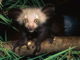 Aye-Aye, 4 Month Old Infant on Branch, Duke University Primate Center Photographic Print by David Haring