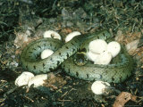 Grass Snake, Natrix Natrix with Eggs Lámina fotográfica por Mark Hamblin