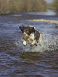 English Springer Spaniel, Scotland Photographie par Mark Hamblin
