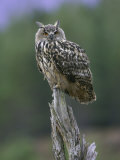 Eagle Owl, Adult on Stump, Scotland Photographie par Mark Hamblin