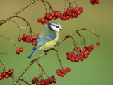 Blue Tit, Perched on Berries Photographie par Mark Hamblin